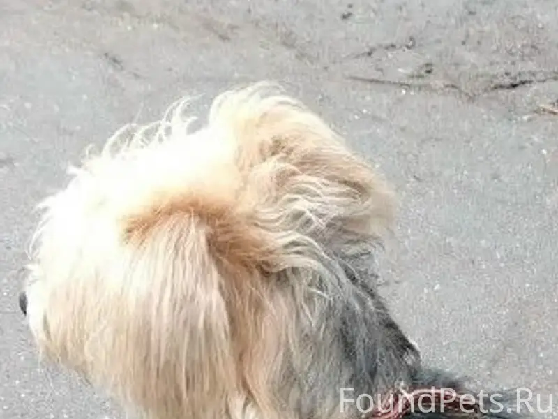 Пропал пёс Рокки