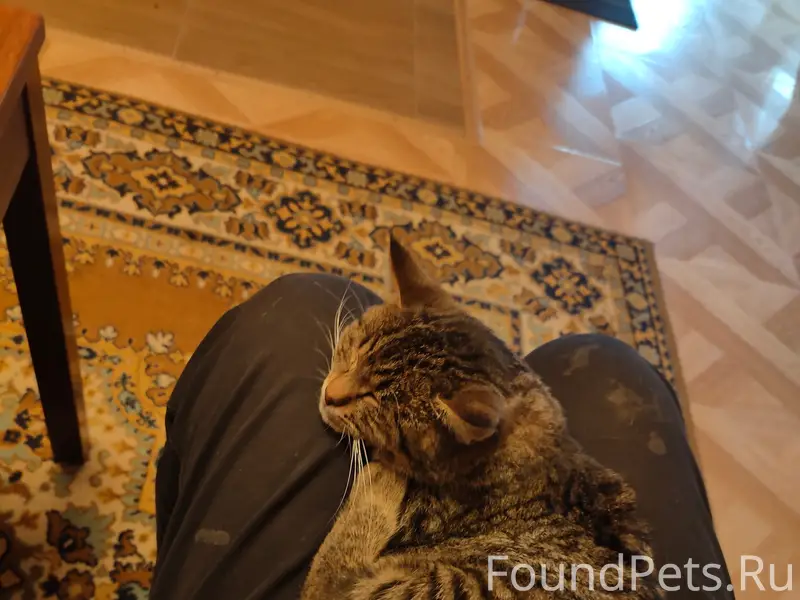 Пропал кот Плюша, Зеленоград