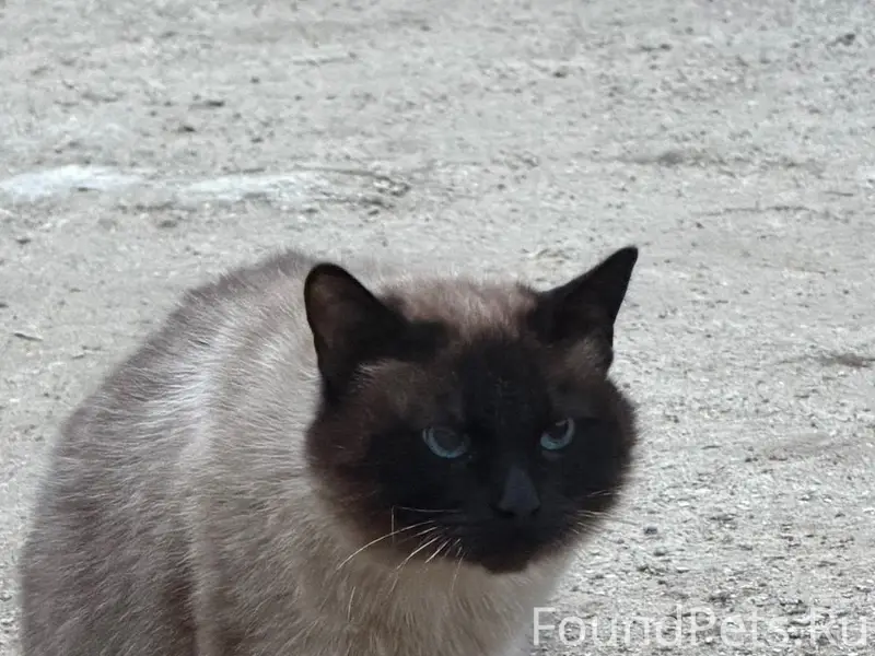 Найден кот, на Боровой