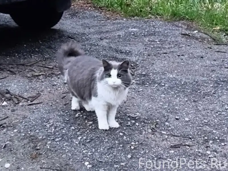 Найдена домашняя кошка, р. Колмово