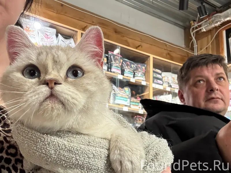 Найдена кошка британец, СНТ «Тайга-1»