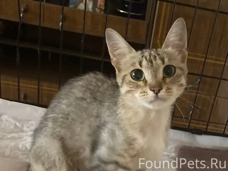 Пропала девочка-котёнок, Дубна