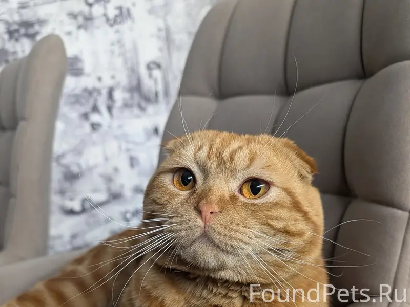 Пропал котик Лекс, Арзамас