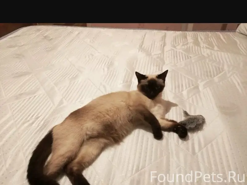 Пропала кошка, может хромать