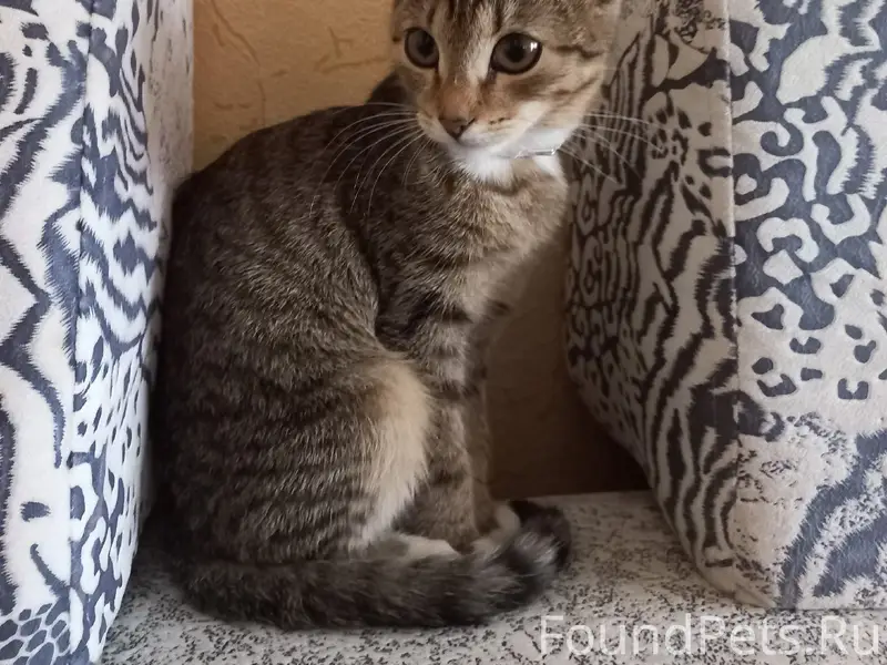 Пропала кошка Муся, ул. Космонавтов