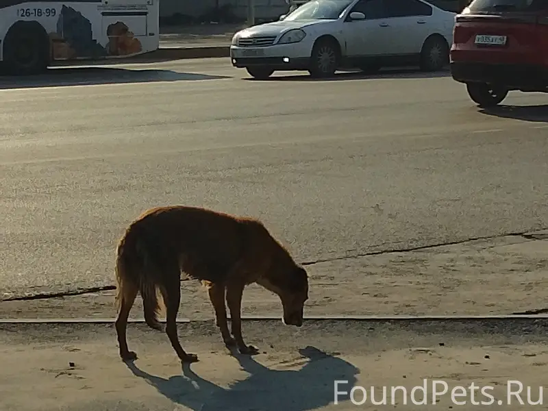 Найденна гончая, Мост кольцо трубного завода