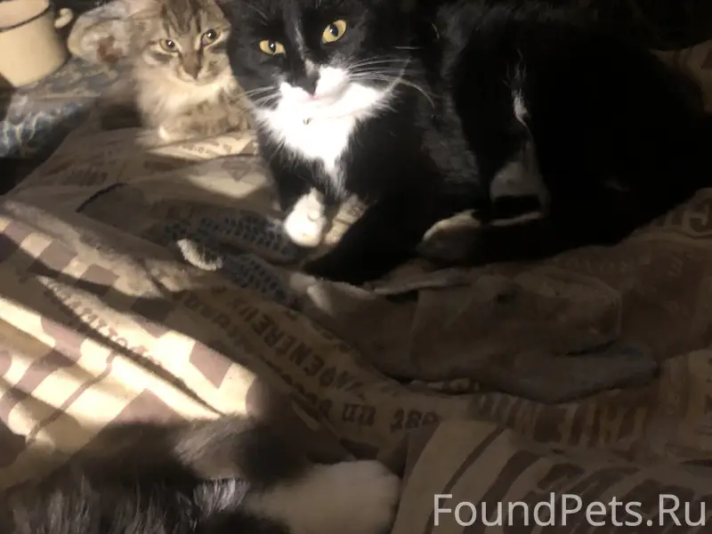 Пропали кормящие кошки