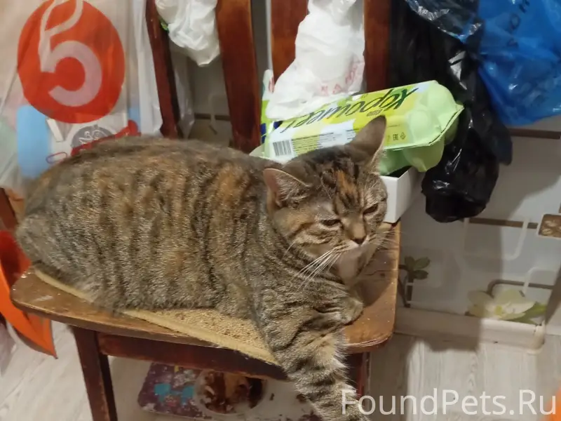 Пропала кошка Буся, Восточная 13