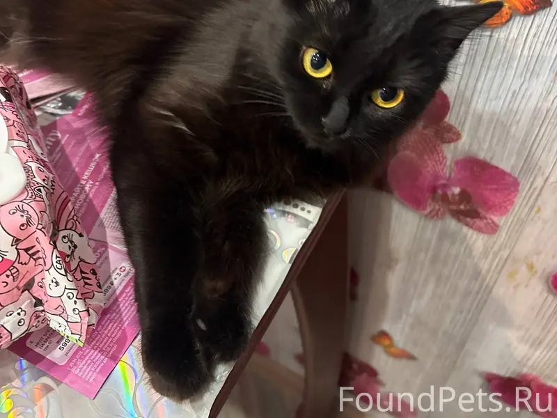 Пропала кошка, неизвестно где