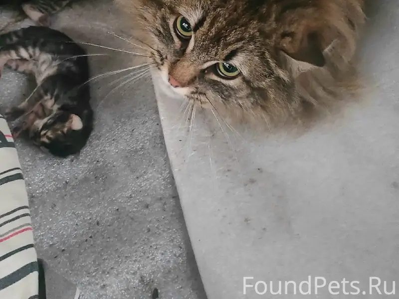 Найдены котята, район парка южного