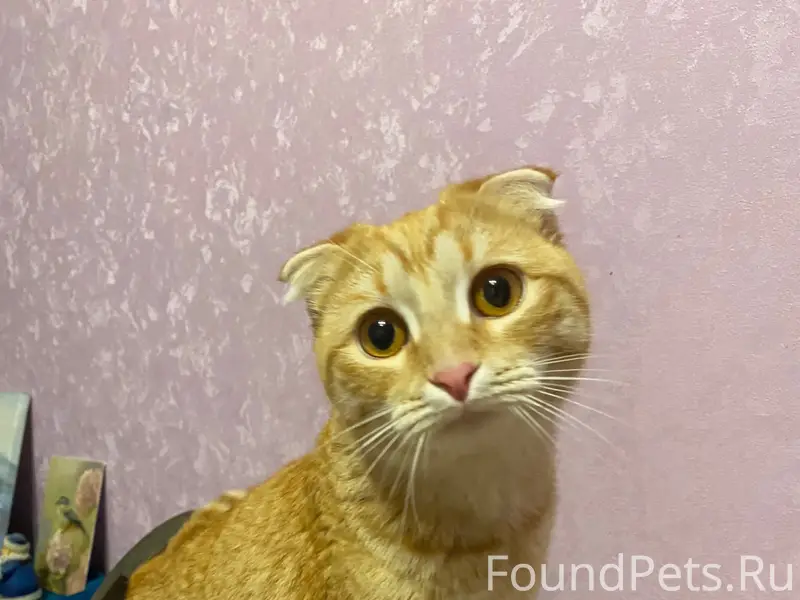 Найдена кошка, Комсомольский район