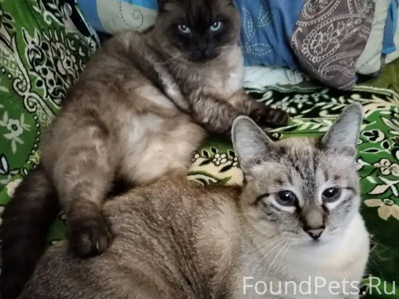 Пропал тайский кот, 2-й пер. Дачный 18а