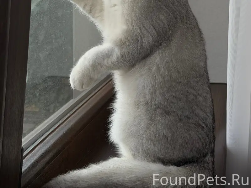 Пропал кот Плюша, Севастополь