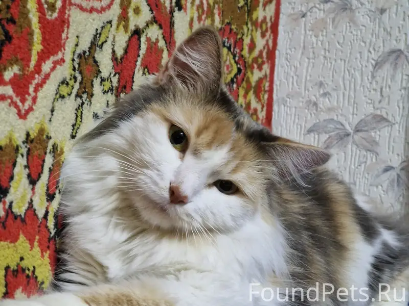 Пропала кошка, СНТ Уемляночка