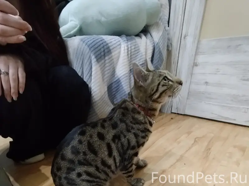 Найден кот, ул. Промышленная