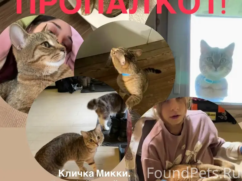 Пропал кот Микки, мкрн Бумажная фабрика