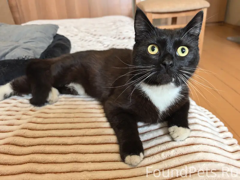 Найдены коты, улица Гагарина, Переславль