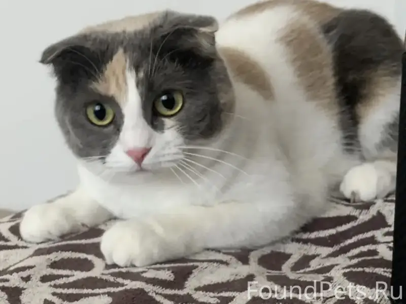 Пропала кошечка
