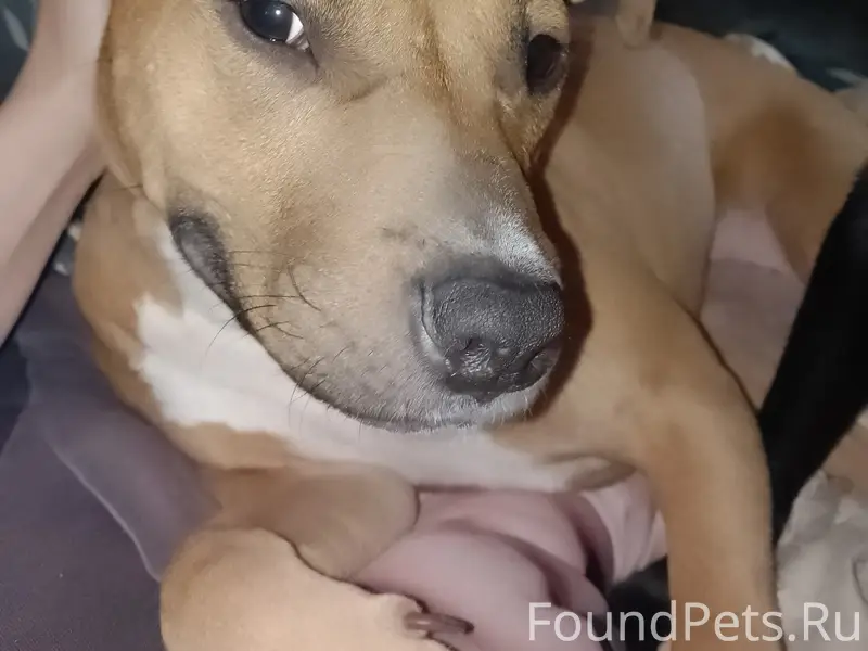 Пропала собака Гера
