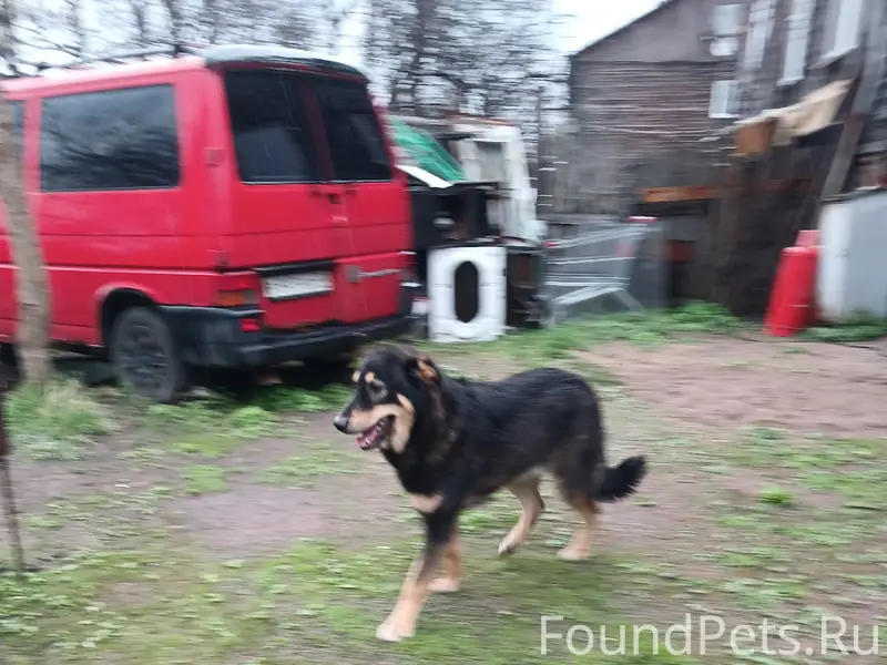 Пропала собака, Выборг
