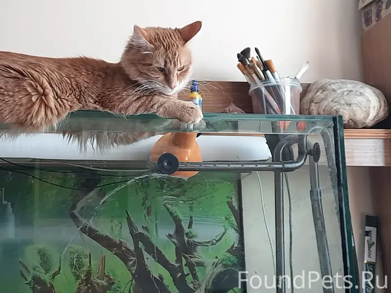 Ищем кота