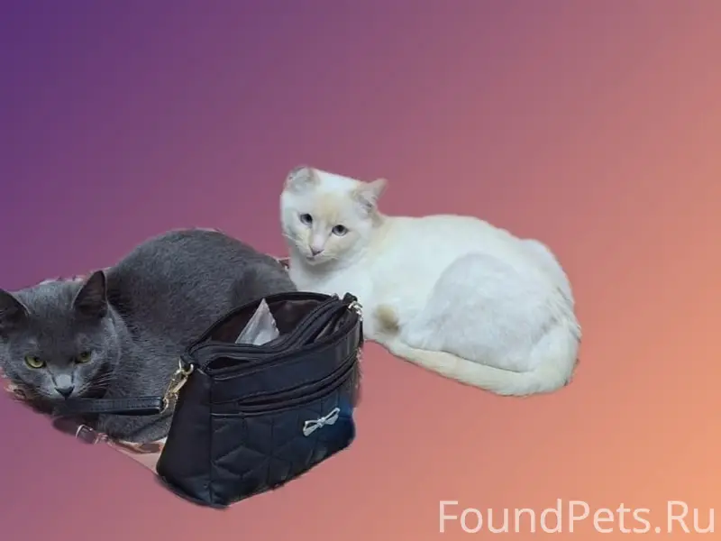 Пропали коты, район Тэцевской