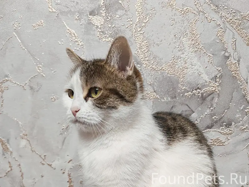 Пропала кошка, 2 микрорайон