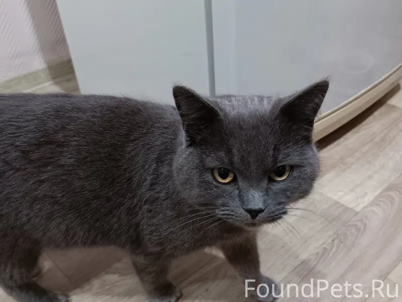 Найден кот, п. Монастырщина