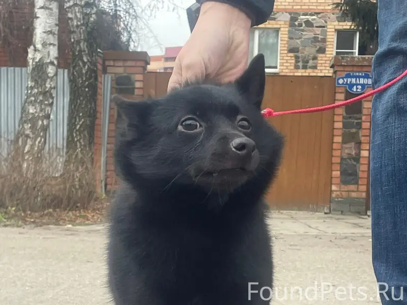 Пропала собака Схипперке Яся, Сынково