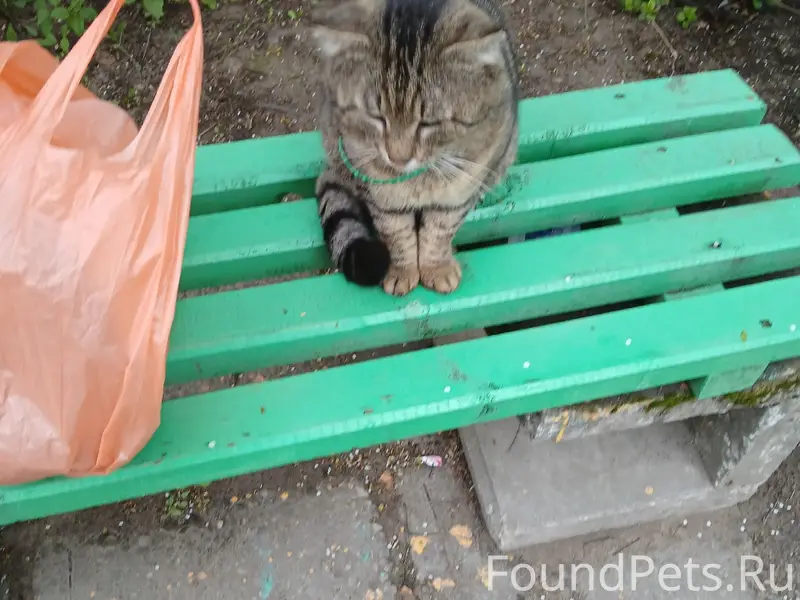 Найден кот, ласковый и худой, с ошейником