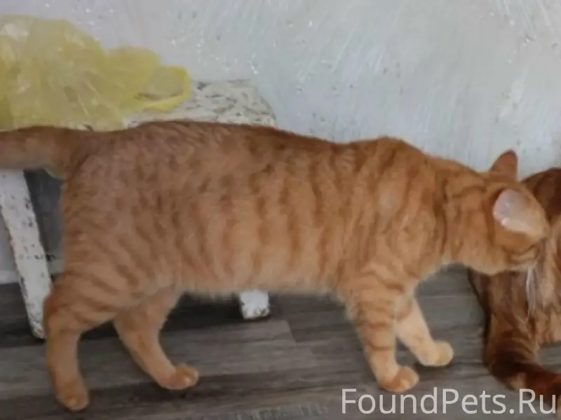Пропал рыжий кот Филя, Куроловская, д. 28