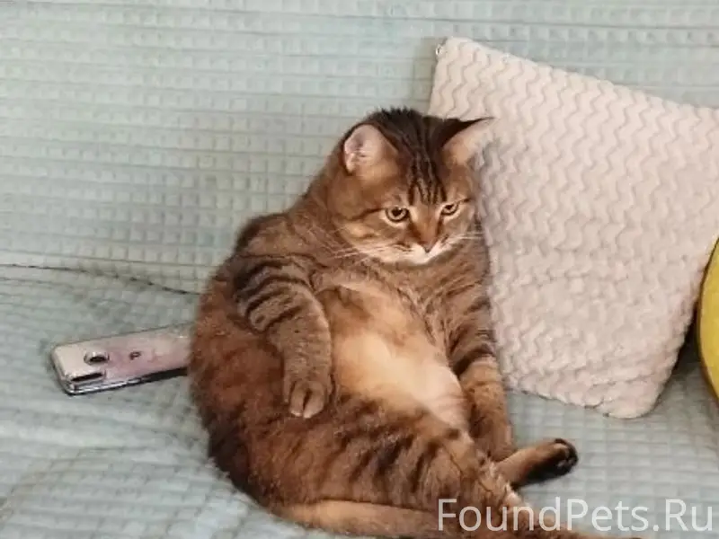 Пропал кот, 