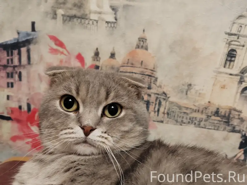 Пропал кот,