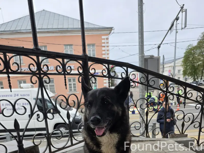 Пропала собака, центр Переславля