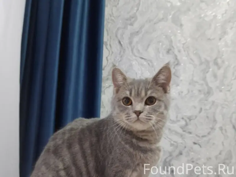 Пропала кошка, 2-я Полевая улица