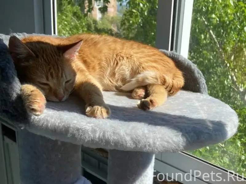Пропала рыжая кошка, Локомотивная 72