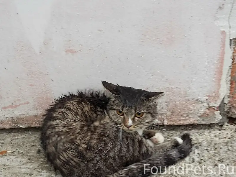 Найдена кошка