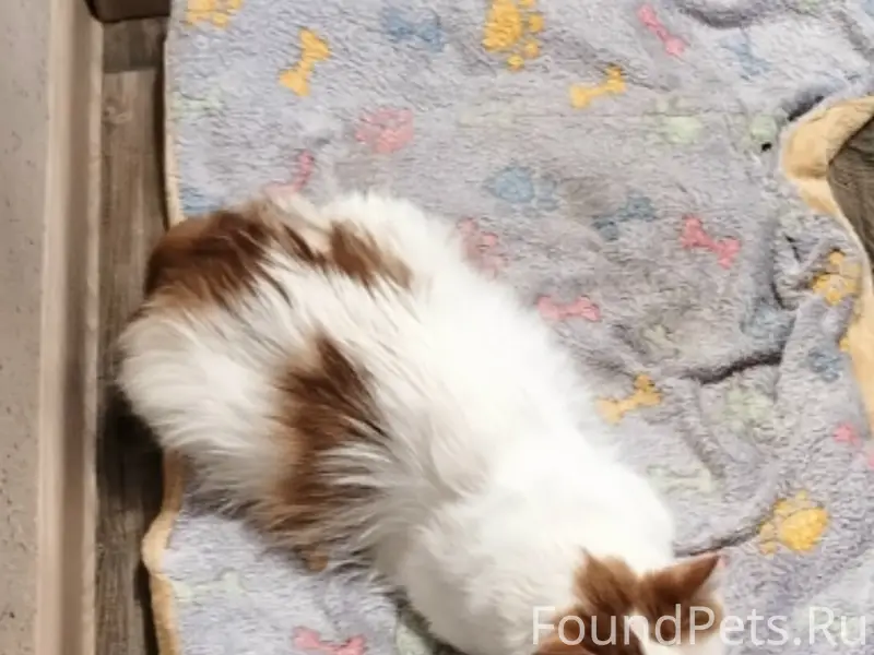 Пропал кот Коржик