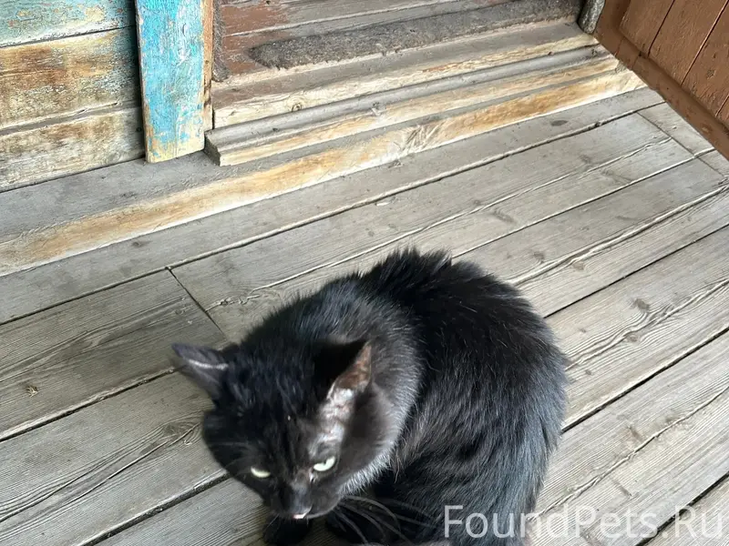 Найден кот