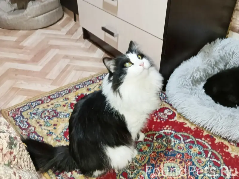Пропал кот Кузя, Выгонный переулок