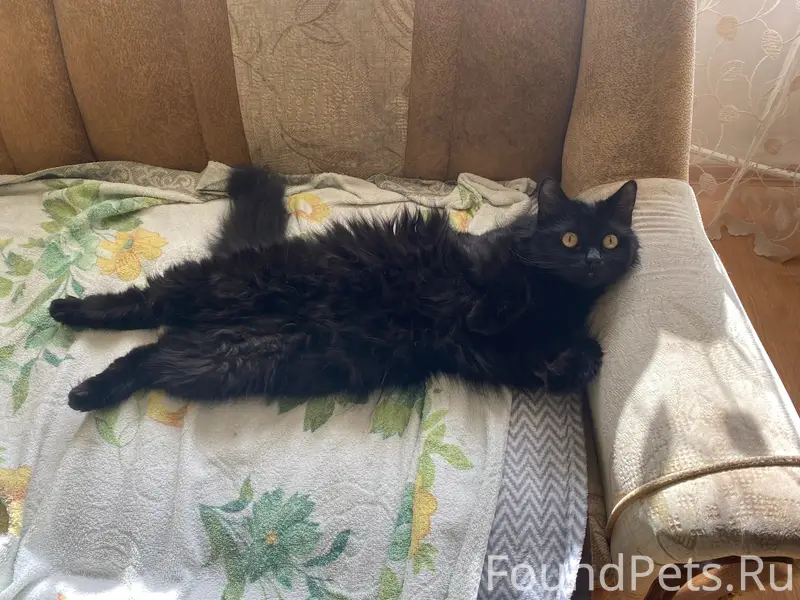 Пропал кот Сэм, Карла Маркса