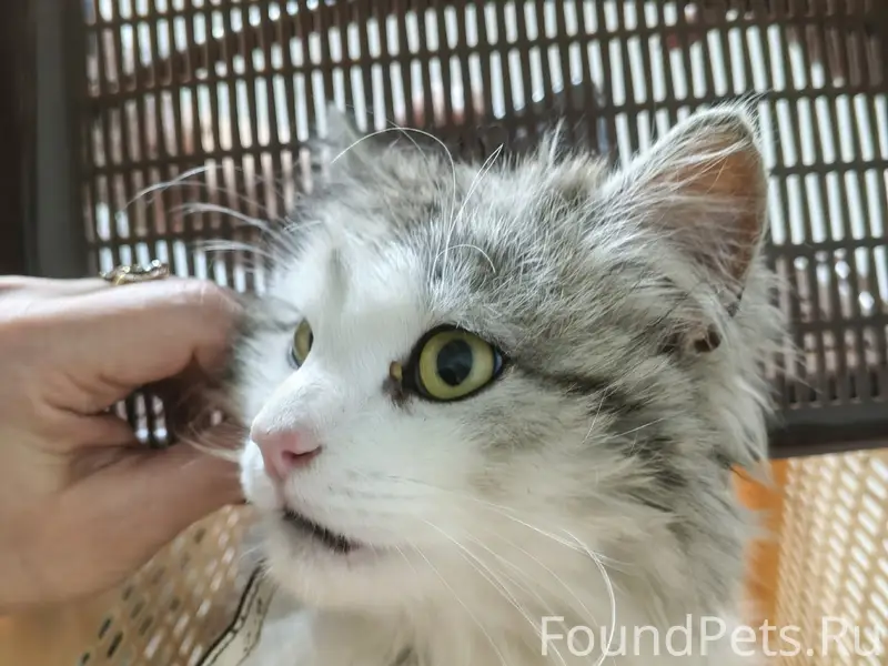 Найден кот, Костюкова 11
