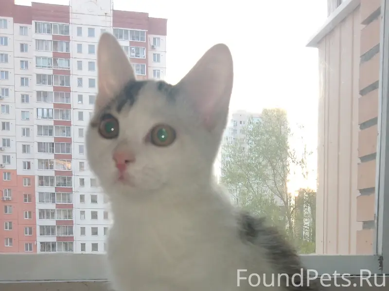 Найден котёнок, подъезд жилого дома