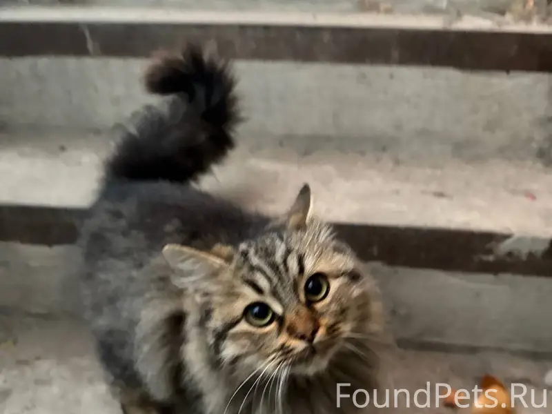 Пропала кошка Мышка