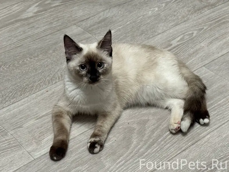 Пропала тайская кошка Тая, 9 мая 14