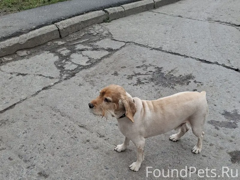 Пропал Кокер Спаниель Рик, улица Горняков 3