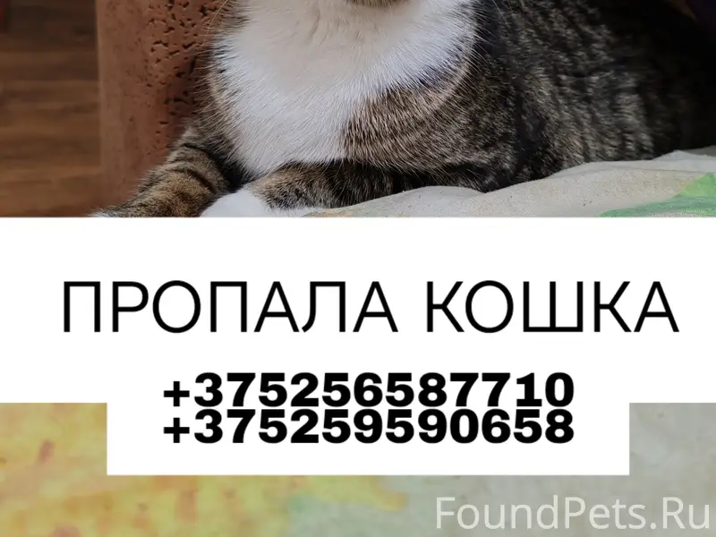 Пропала кошка заводской район 