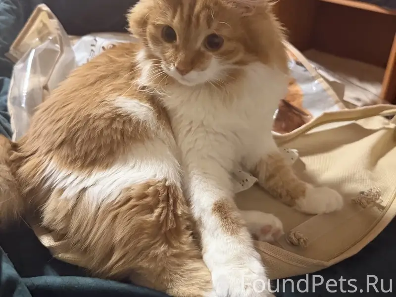 Рыжая нежная кошечка 