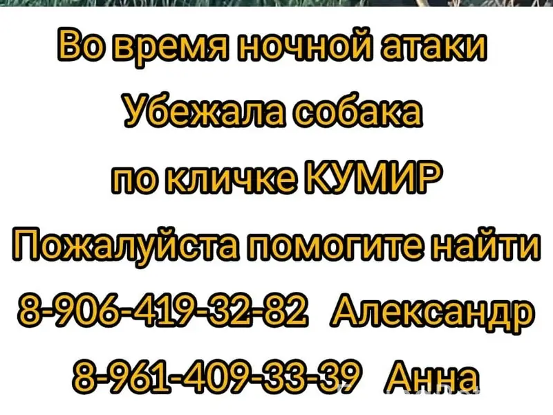 Пропал ризеншнауцер Кумир, Мясниковский район