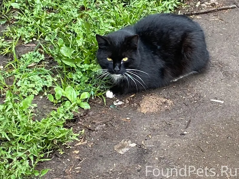 Найден котик, Ярославль, Дзержинский район